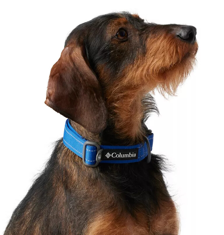 coleira para cães silver ridge