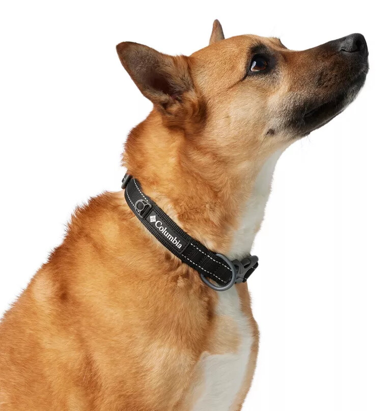 coleira para cães silver ridge