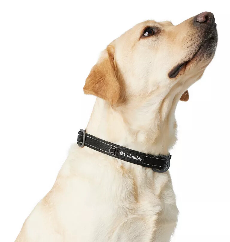 coleira para cães silver ridge