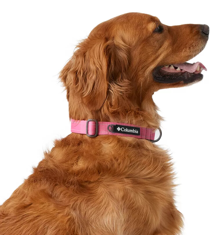 coleira para cães silver ridge