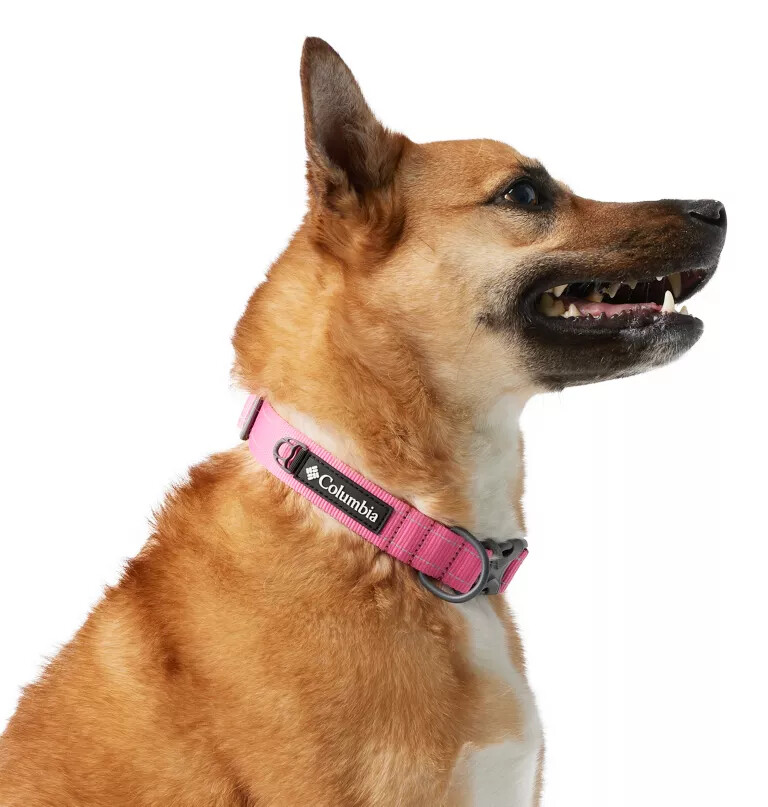 coleira para cães silver ridge