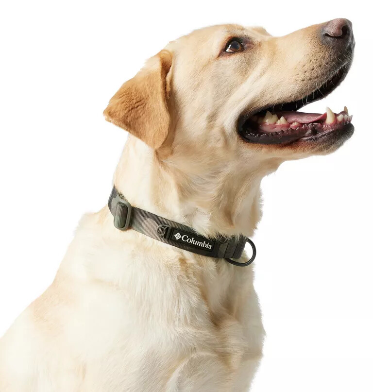 coleira para cães silver ridge