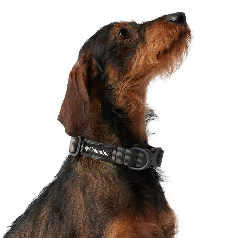 coleira para cães silver ridge