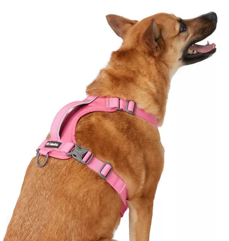 coleira para cães silver ridge