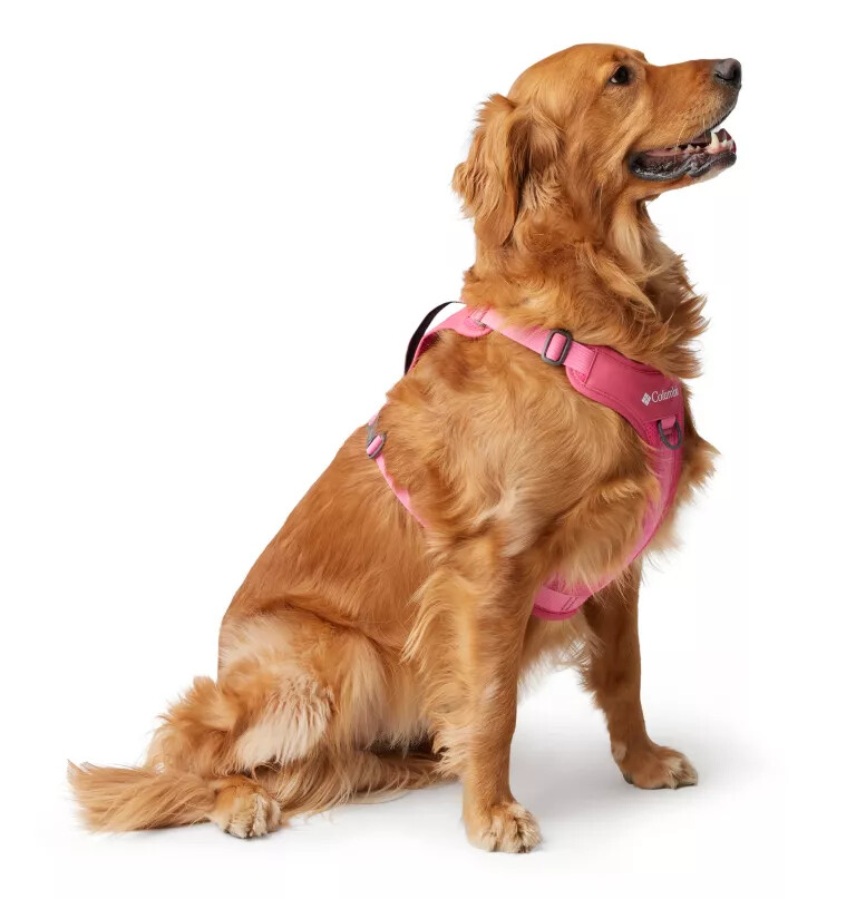 coleira para cães silver ridge