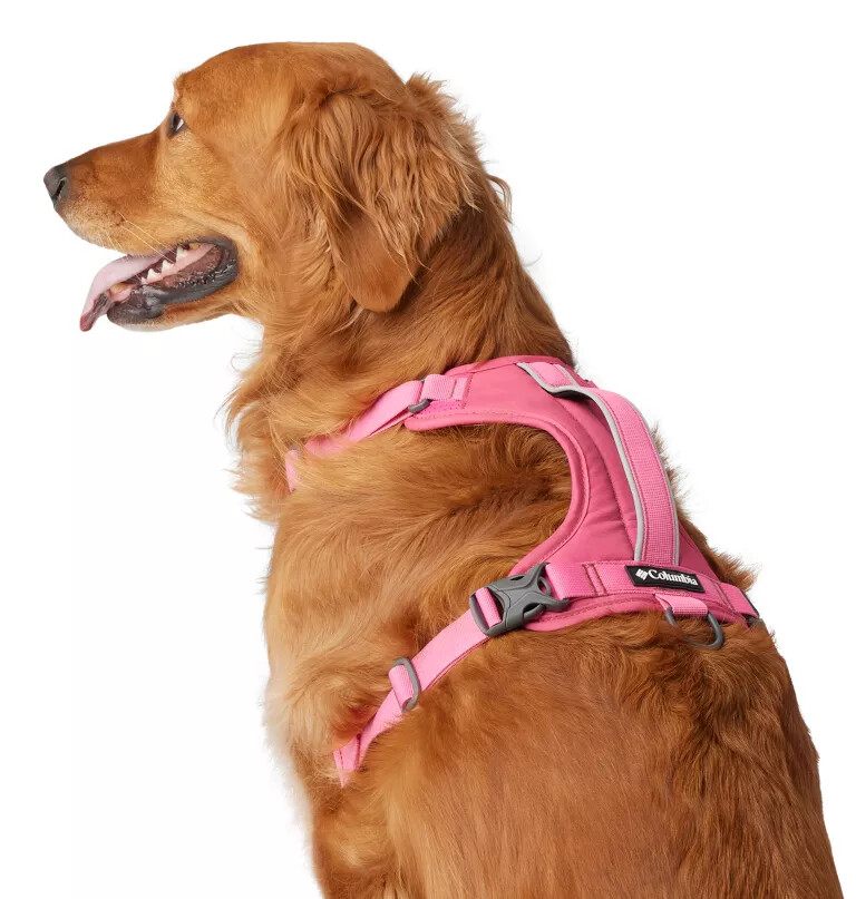 coleira para cães silver ridge