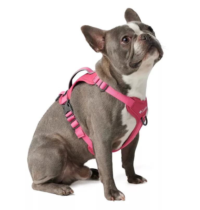 coleira para cães silver ridge