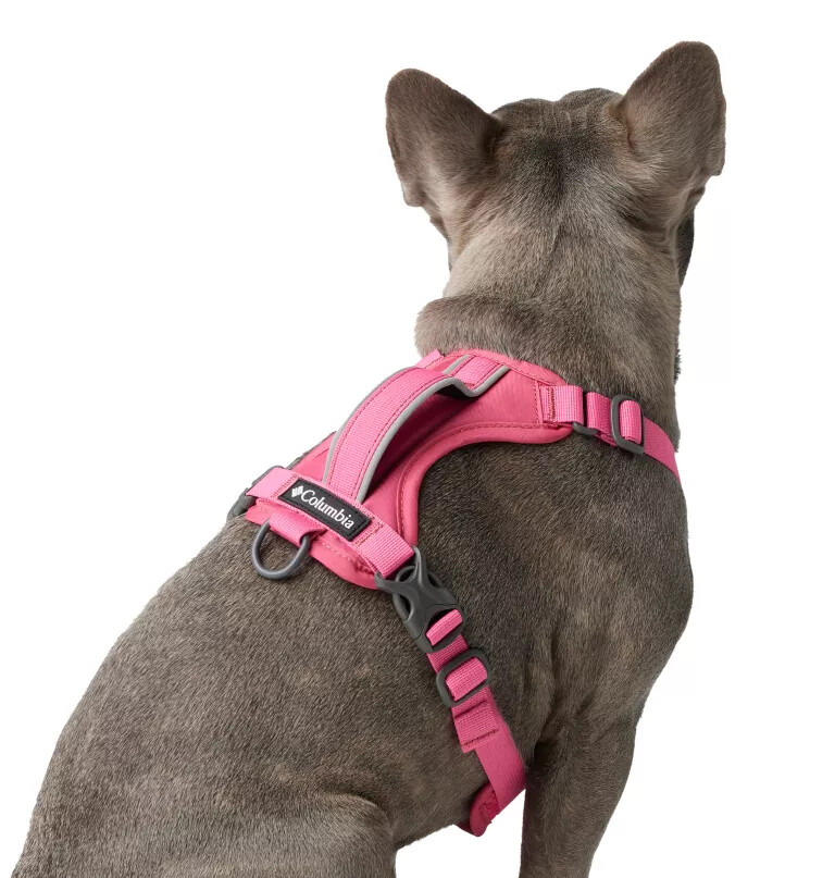 coleira para cães silver ridge