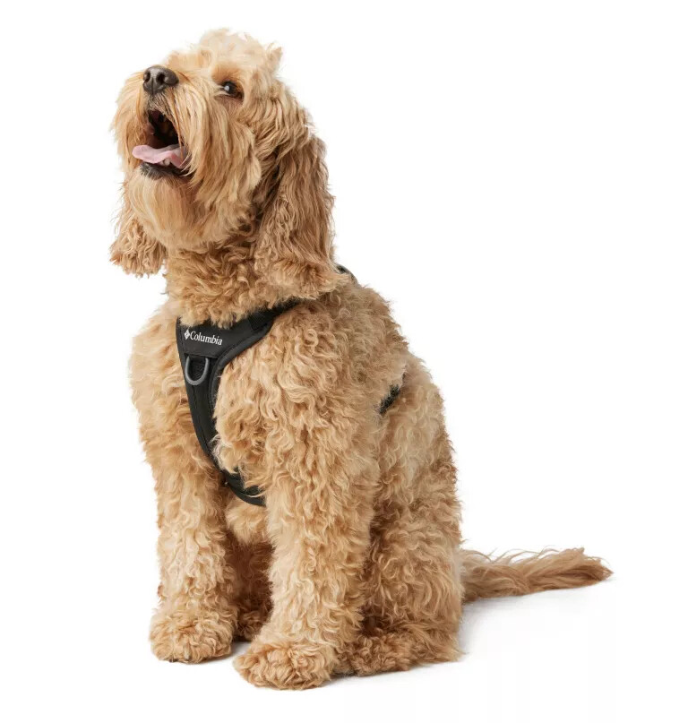 coleira para cães silver ridge