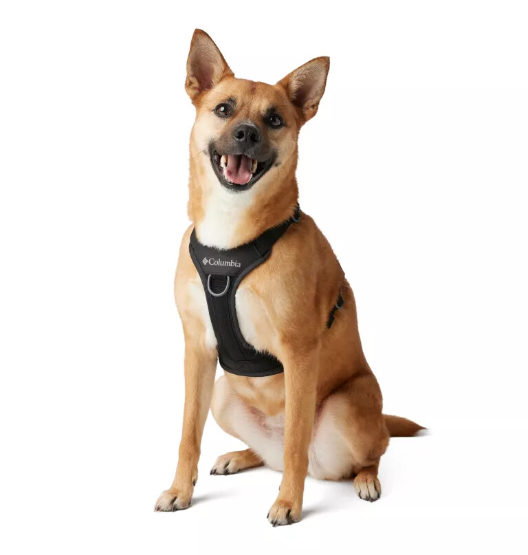 coleira para cães silver ridge