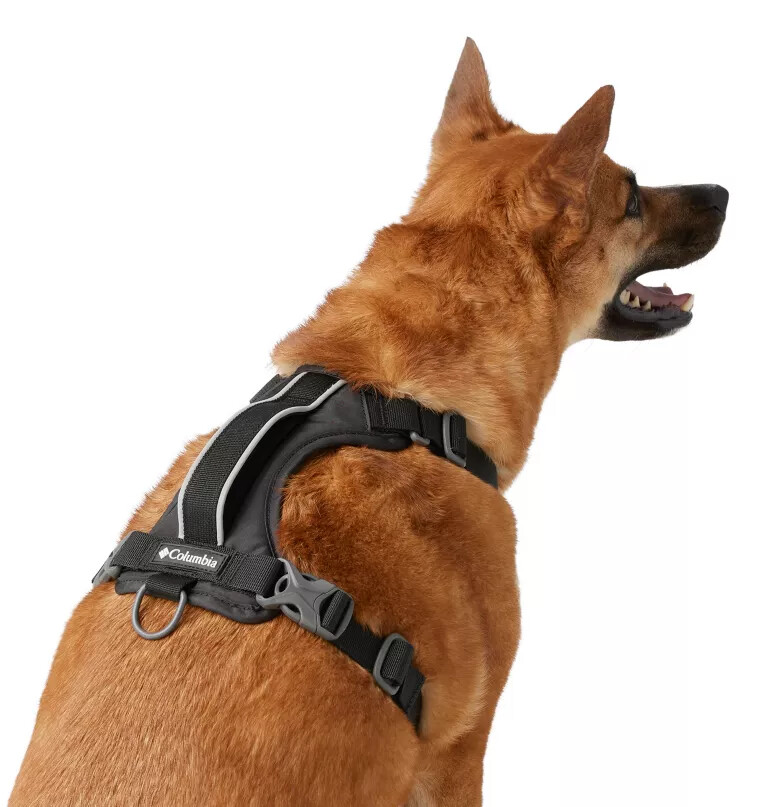coleira para cães silver ridge