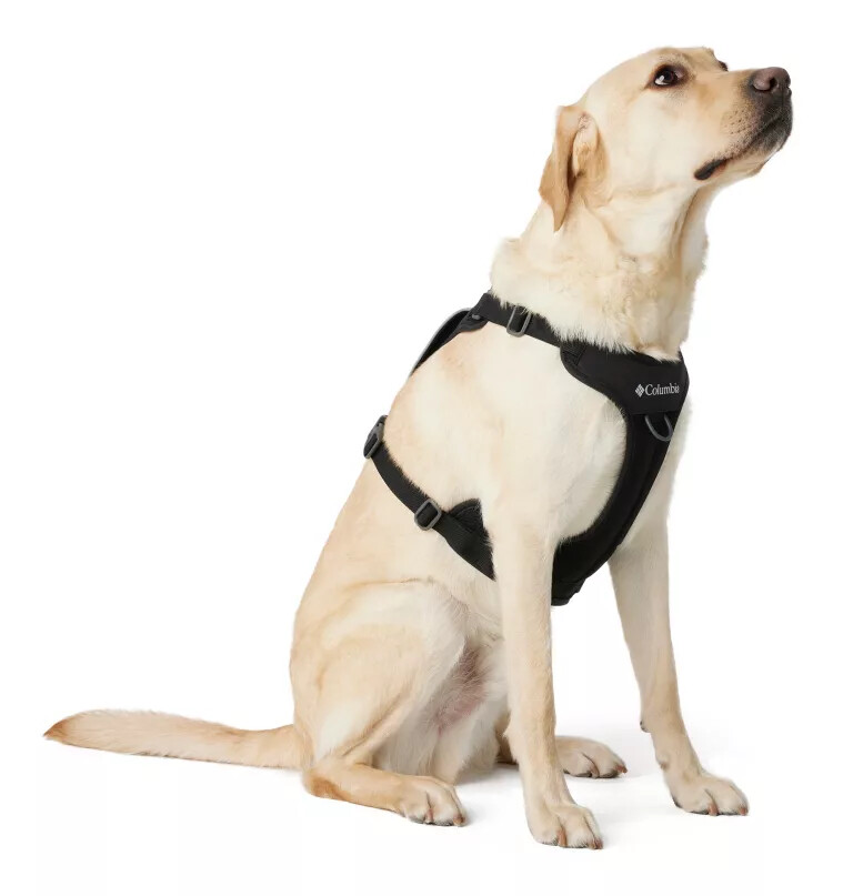 coleira para cães silver ridge