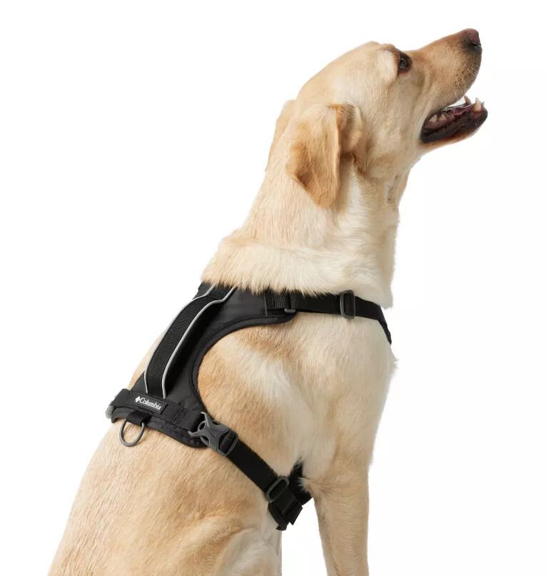 coleira para cães silver ridge